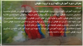 تربیت طوطی - چگونه پرنده را در غیاب خود سرگرم کنیم پارت3