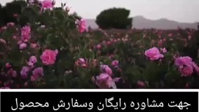 بهترین راه درمان ریزش مو کشف شد