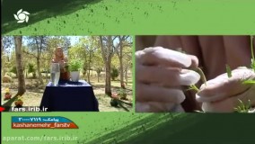 پرورش و تکثیر " گل مغربی "