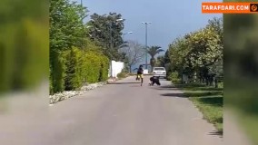 تمرینات رامین رضاییان در کنار سگ‌هایش