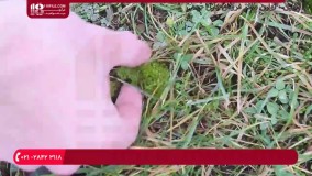 آموزش تراریوم - ساخت تراریوم کوچک بومی