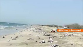 مرگ گربه ماهیان در ساحل جاسک