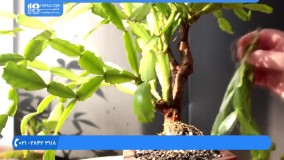 پرورش گل و گیاه - پرورش و اصلاح بونسای کاکتوس و تاج دندان و کروتون