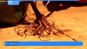 پرورش گل و گیاه - پرورش بونسای گل کاغذی