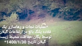 پلنگ گیلان نجات یافت