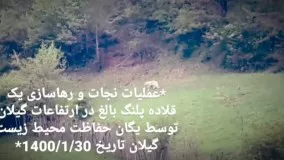 پلنگ گیلان نجات یافت