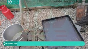 آموزش جامع زنبور داری - استخراج موم از شانه