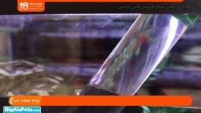 آکواریوم گیاهی - اضافه کردن بیش از حد افزودنی ها به آکواریوم