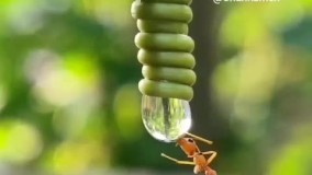 لحظه حیرت‌ انگیز آب خوردن مورچه