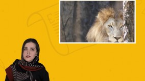 مجازات حیوان آزاری چیست ؟