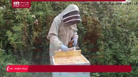 آموزش زنبورداری | ملکه ی جدید کندو