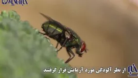 خبری تکان‌دهنده ؛ مگس ها ناقل کرونا هستند !