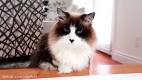 هایدی و زیدان وانمود می کنند که با گربه خود بازی می کنند