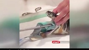 بلعیدن چتر ساحلی توسط مار پیتون !