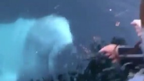 دلفینی که گوشی موبایل را به صاحبش رساند