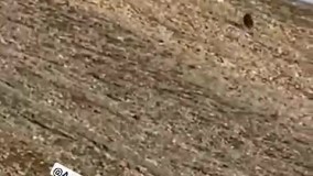 خرس قهوه‌ای و دو توله‌ اش در ارتفاعات دارآباد