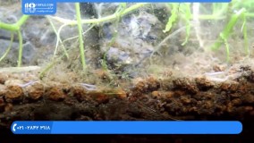 آکواریوم گیاهی - تکنیک های گذاشتن صخره سنگی و کاشت گیاهان آکواریومی