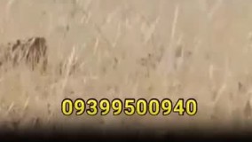 بلک پاور انفجار بی خطر