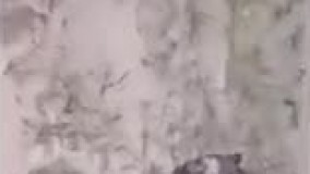 حیوان آزاری دردناک در خراسان جنوبی