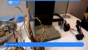 آموزش آکواریوم گیاهی - خزه کاری