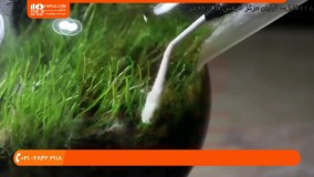 آموزش به روز رسانی تراریوم خزه پس از 6 ماه و کشتی در بطری پس از 16 ماه