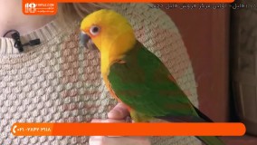 آموزش تربیت طوطی - پنج نشانه بیماری پرنده