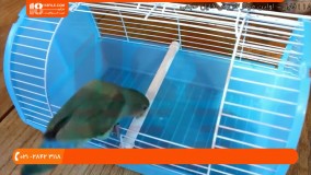 آموزش تربیت طوطی - پنج نکته حیاتی