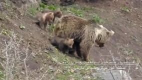 تصاویر دیدنی از زندگی خرس مادر با سه توله‌اش