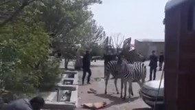 نحوه استقبال از ۳ گورخر آفریقایی در بدو ورود به ایران