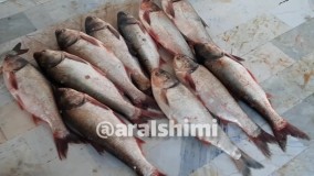 تضمین سلامتی غذاهای دریایی با محصولات آرال شیمی(شوینده اسیدی و قلیایی)