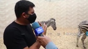 ماجرای تلف شدن گورخر