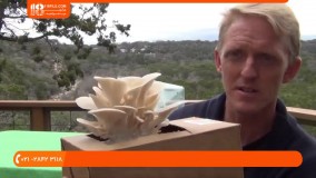 آموزش پرورش قارچ - پرورش قارچ در محفظه (1)