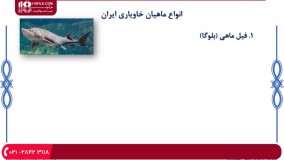 آموزش پرورش ماهی خاویار - ماهی خاویار و انواع آن، شرایط پرورش آنها