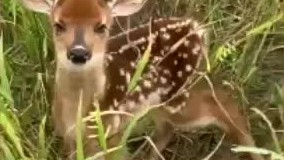 ویدیویی بسیار جالب از صدای بچه آهو