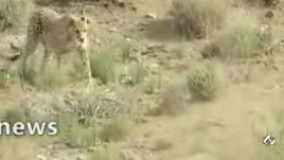 تصویر برداری از فِقِه یوزپلنگ شناسامه دار ایرانی