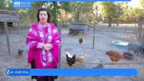 آموزش پرورش مرغ - سنی که مرغ ها شروع به تخم گذاری میکنن
