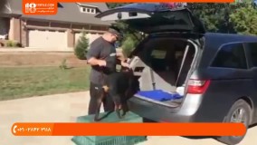 آموزش تربیت سگ - شخیص مشکلات رفتاری و فیزیکی در سگ ها