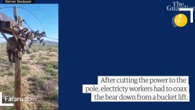 گیر کردن خرس روی تیر برق !