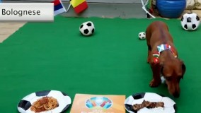 پیش بینی یک سگ از نتیجه دیدار افتتاحیه یورو ۲۰۲۱