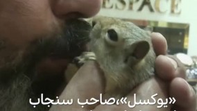 نگهبان شیردل صندوق پول