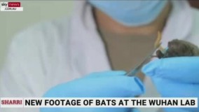 کشف قفس‌ های خفاش در آزمایشگاه بدنام ووهان