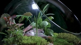 دوره آموزش تراریوم - سامانه کسبوم