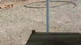 حضور تماشایی گوزن‌ها اطراف یک پاسگاه محیط‌بانی