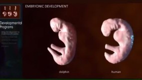 شباهت باورنکردنی رشد جنین انسان و دلفین