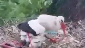 تلاش یک لک‌لک برای حفاظت از جوجه‌هایش