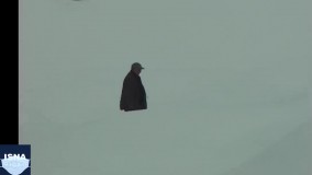 هدیه سیف‌اله صمدیان برای سالروز تولد کیارستمی