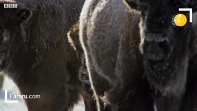 ترفند منحصر به فرد روباه قرمز برای شکار