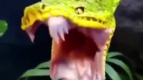 ویدئویی جالب از لحظه خمیازه کشیدن یک مار