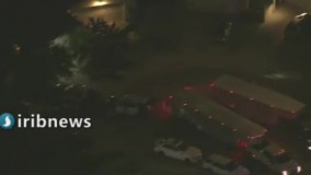 فرار گاوها از کشتارگاهی در اطراف لس آنجلس