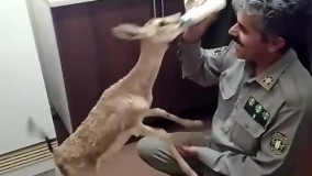 ویدئویی از شیر خوردن بره آهوی یتیم